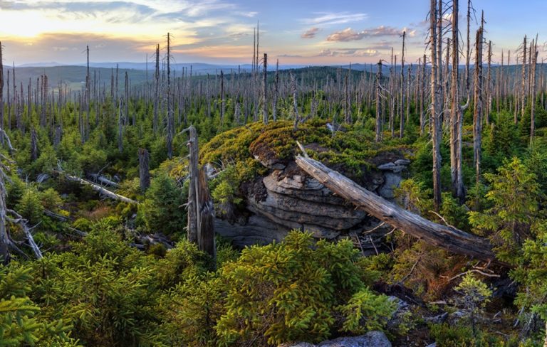 Jihočeští Zelení odmítají útoky Jihočeského kraje na Národní park Šumava