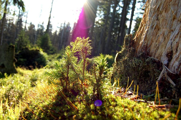 Připomínkovali jsme návrh zásad péče o NP Šumava